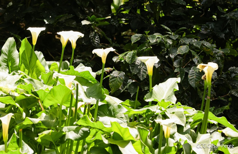 Produccion-de-Cafe-en-Nicaragua-2