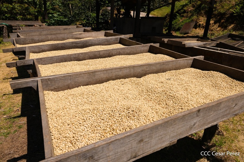 Produccion-de-Cafe-en-Nicaragua-21