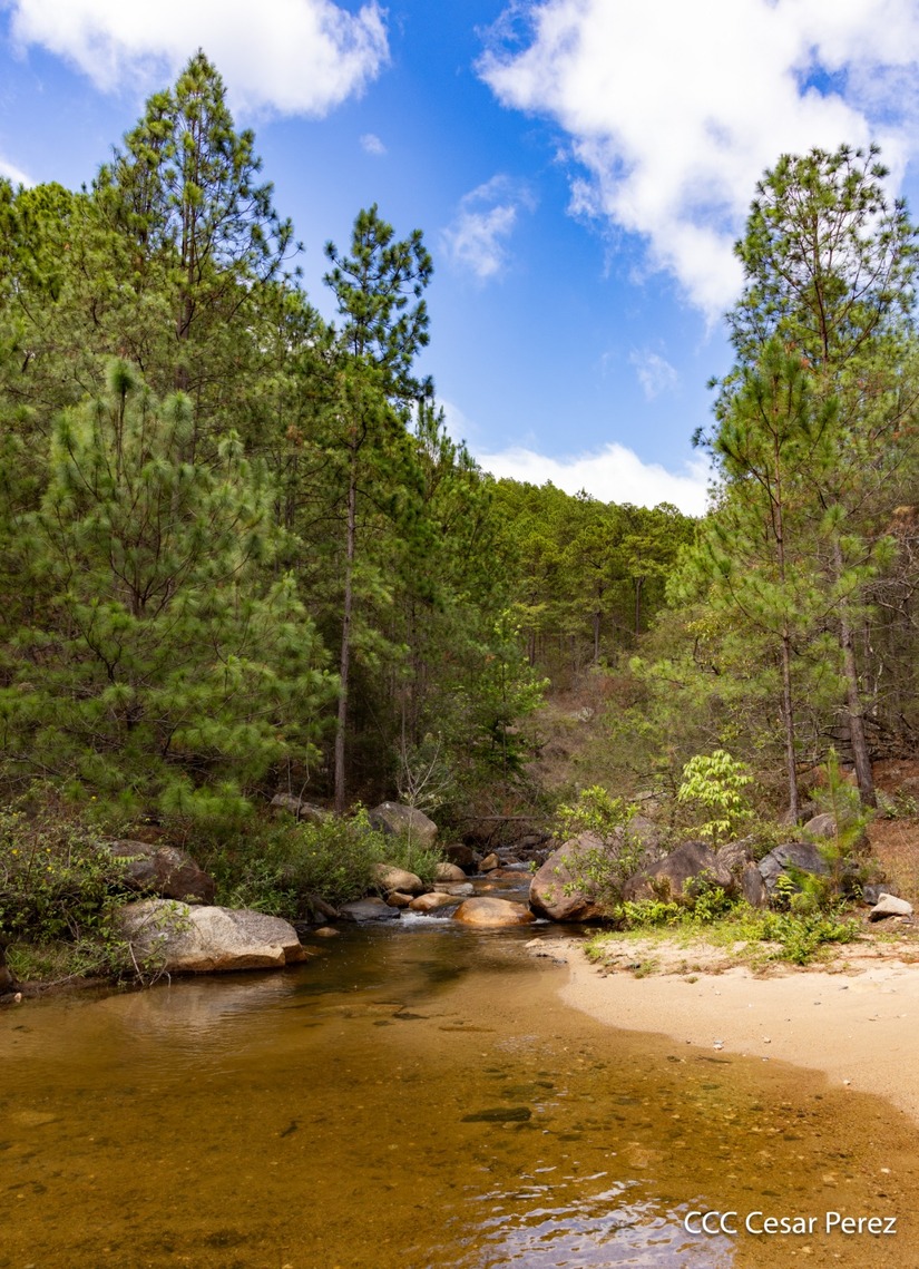Produccion-de-Cafe-en-Nicaragua-23