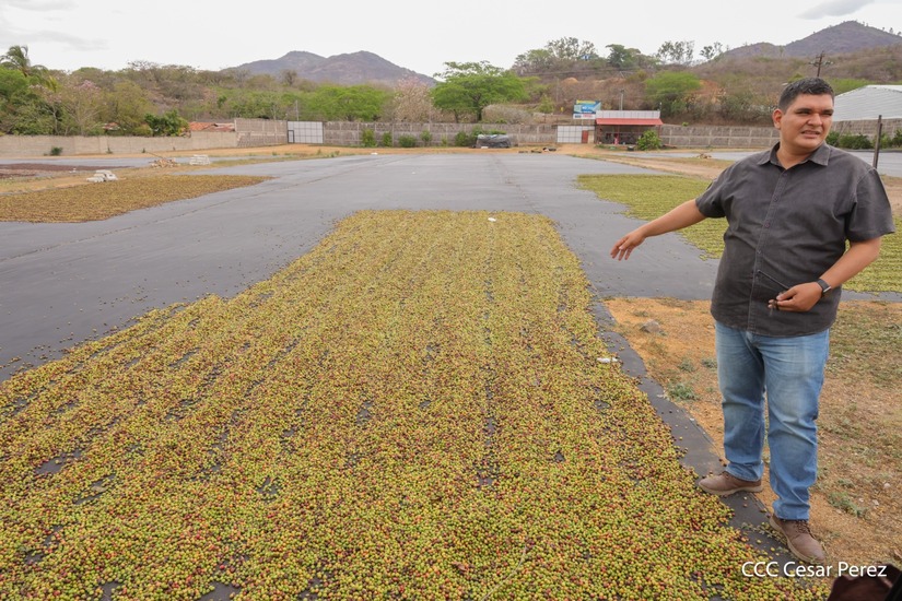 Produccion-de-Cafe-en-Nicaragua-25