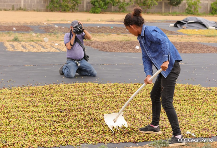 Produccion-de-Cafe-en-Nicaragua-26