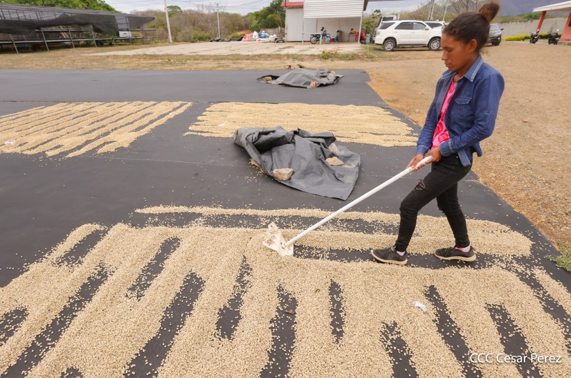 Produccion-de-Cafe-en-Nicaragua-29