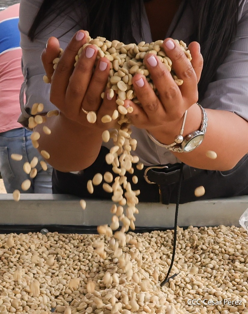 Produccion-de-Cafe-en-Nicaragua-30