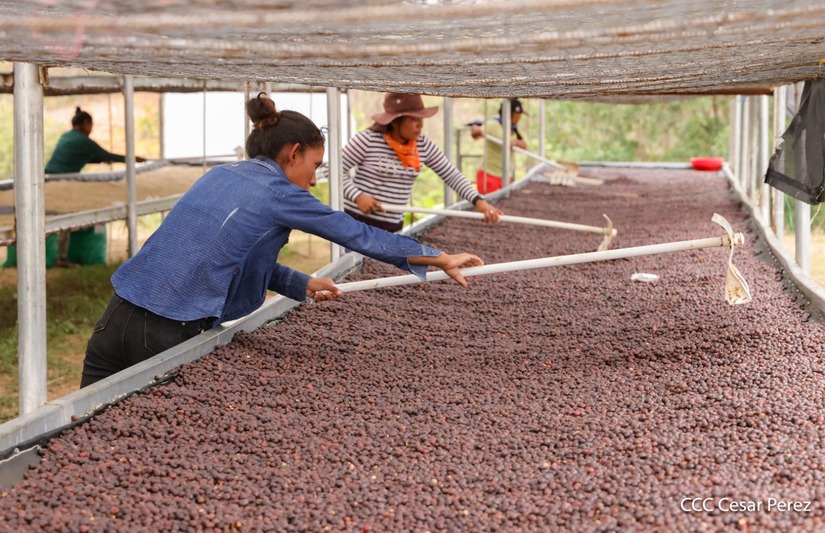 Produccion-de-Cafe-en-Nicaragua-33