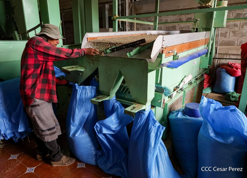 Produccion-de-Cafe-en-Nicaragua-37