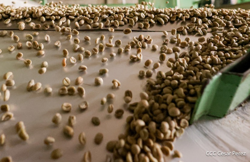 Produccion-de-Cafe-en-Nicaragua-41