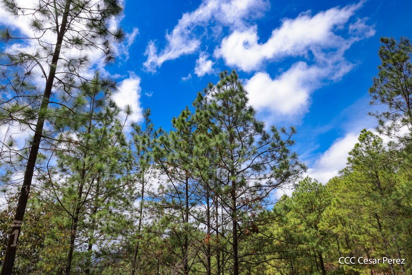 Produccion-de-Cafe-en-Nicaragua-43