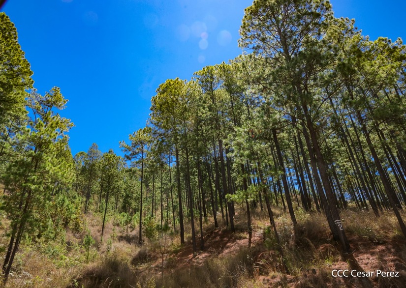 Produccion-de-Cafe-en-Nicaragua-44