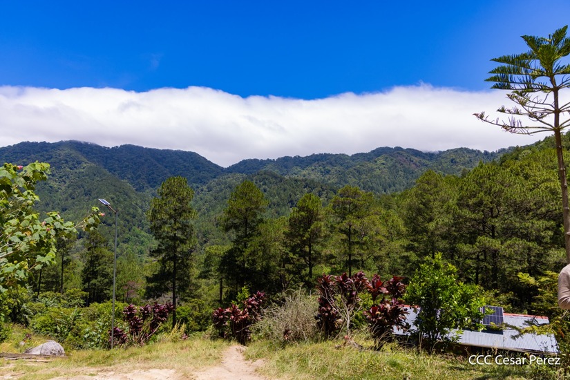 Produccion-de-Cafe-en-Nicaragua-47