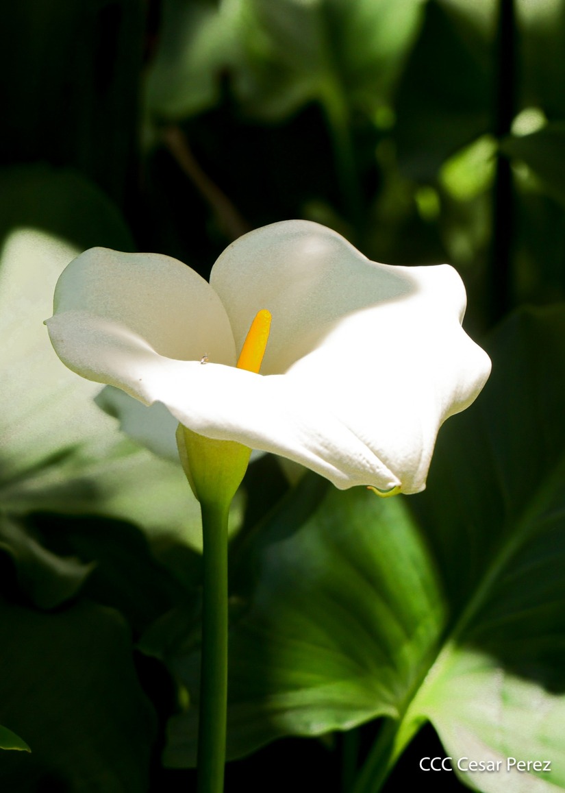 Produccion-de-Cafe-en-Nicaragua-49