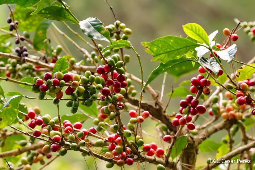Produccion-de-Cafe-en-Nicaragua-5