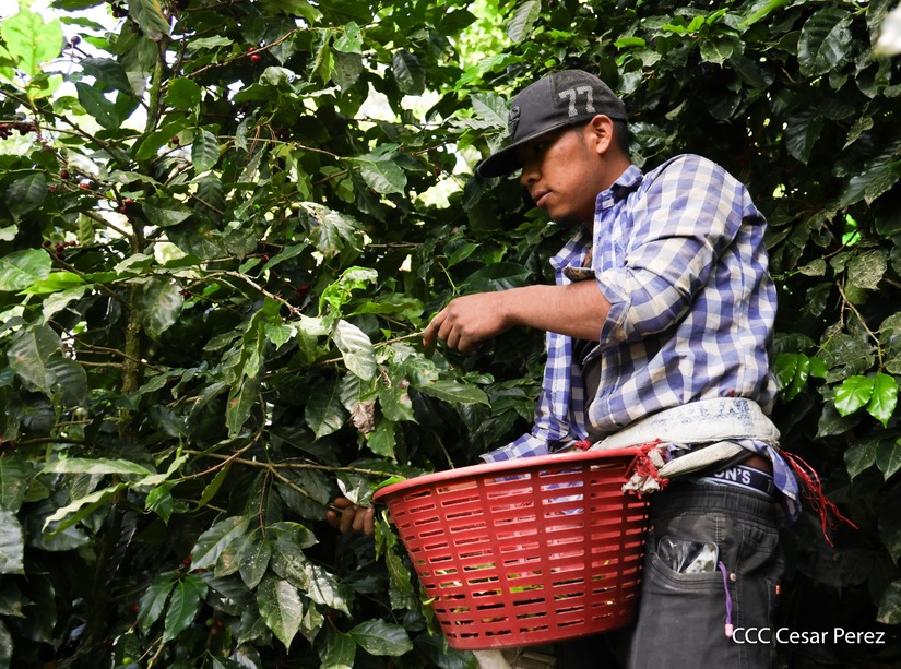 Produccion-de-Cafe-en-Nicaragua-51