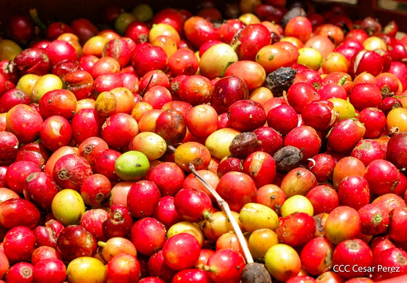 Produccion-de-Cafe-en-Nicaragua-54