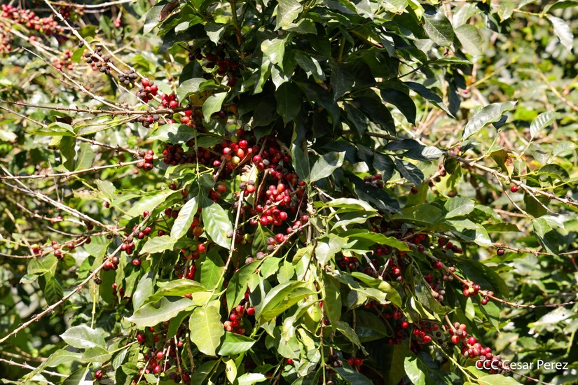 Produccion-de-Cafe-en-Nicaragua-55