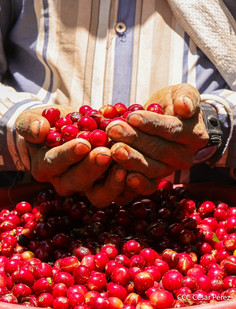 Produccion-de-Cafe-en-Nicaragua-58