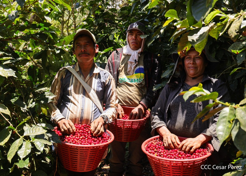 Produccion-de-Cafe-en-Nicaragua-59