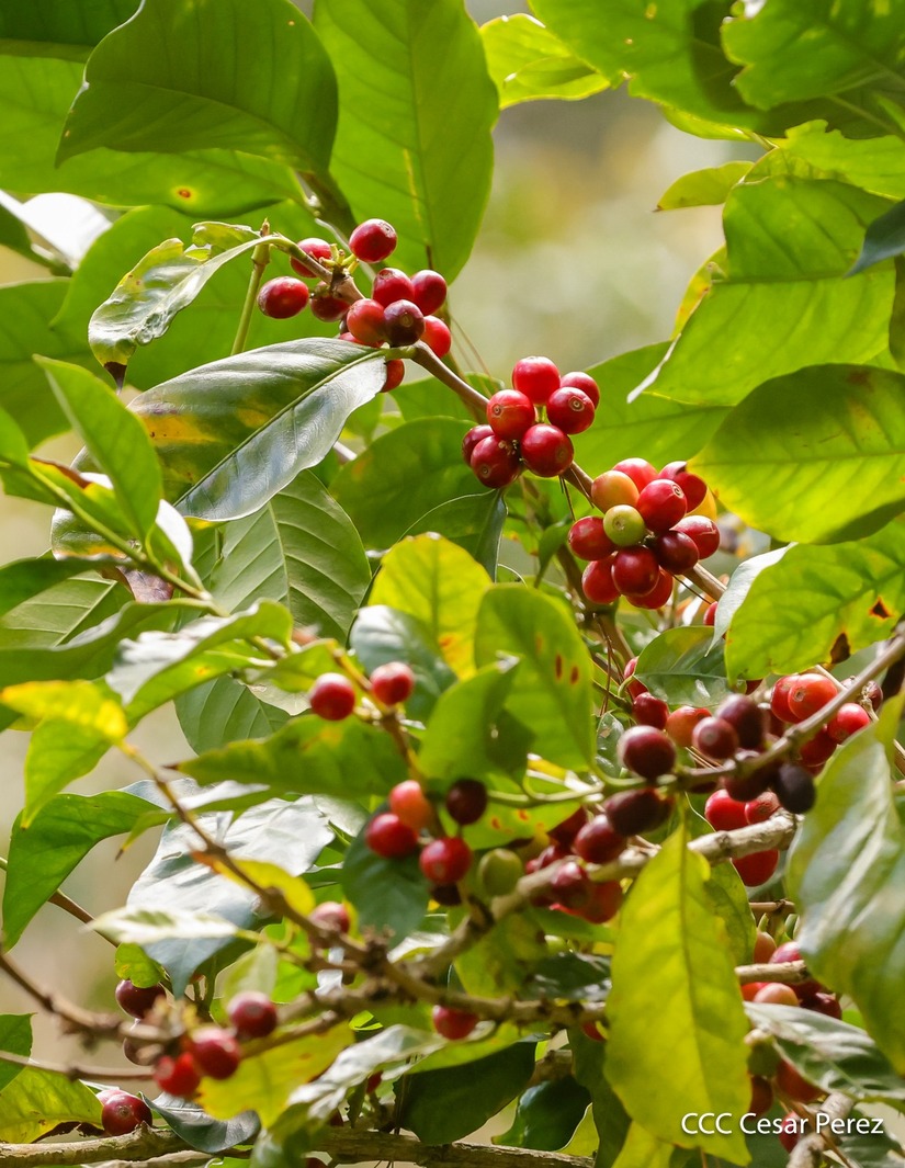 Produccion-de-Cafe-en-Nicaragua-6