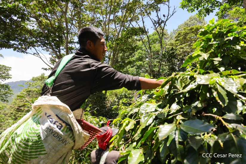 Produccion-de-Cafe-en-Nicaragua-65