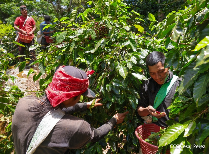 Produccion-de-Cafe-en-Nicaragua-66