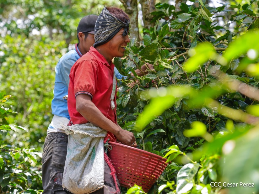 Produccion-de-Cafe-en-Nicaragua-67