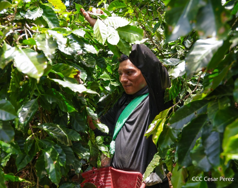 Produccion-de-Cafe-en-Nicaragua-68