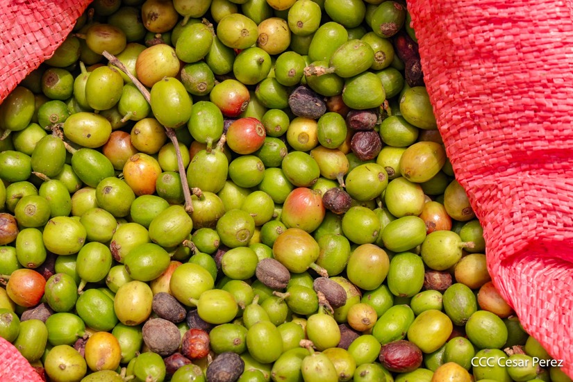 Produccion-de-Cafe-en-Nicaragua-7