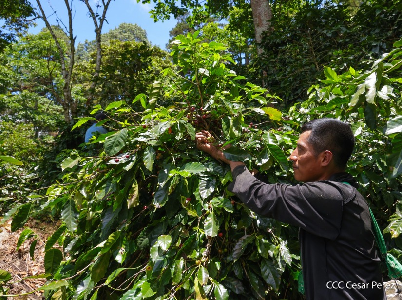 Produccion-de-Cafe-en-Nicaragua-70