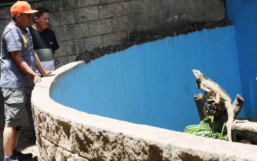 xilonem-zoologico-10