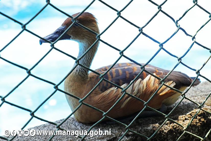 Zoologico-Nacional-11