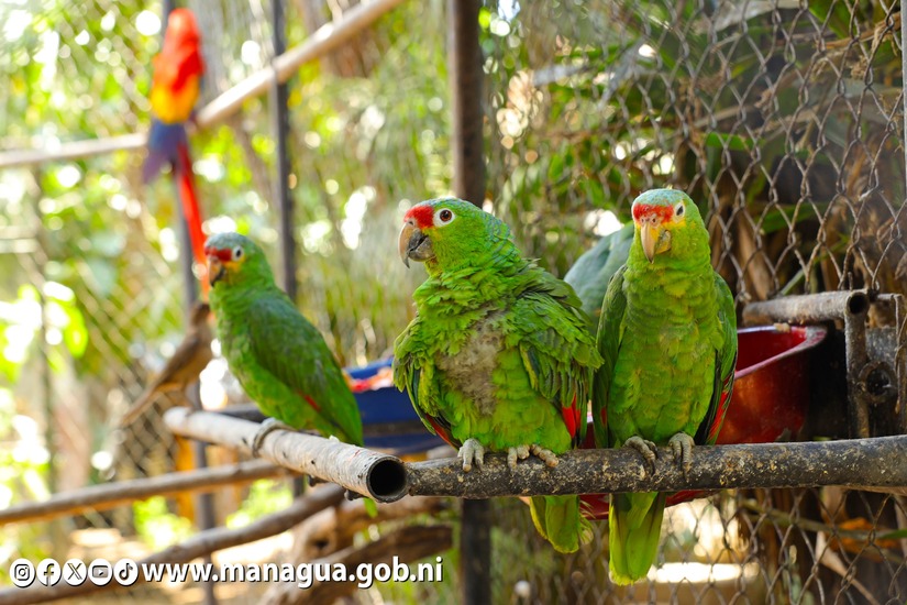 Zoologico-Nacional-15