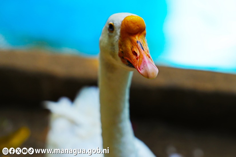 Zoologico-Nacional-2