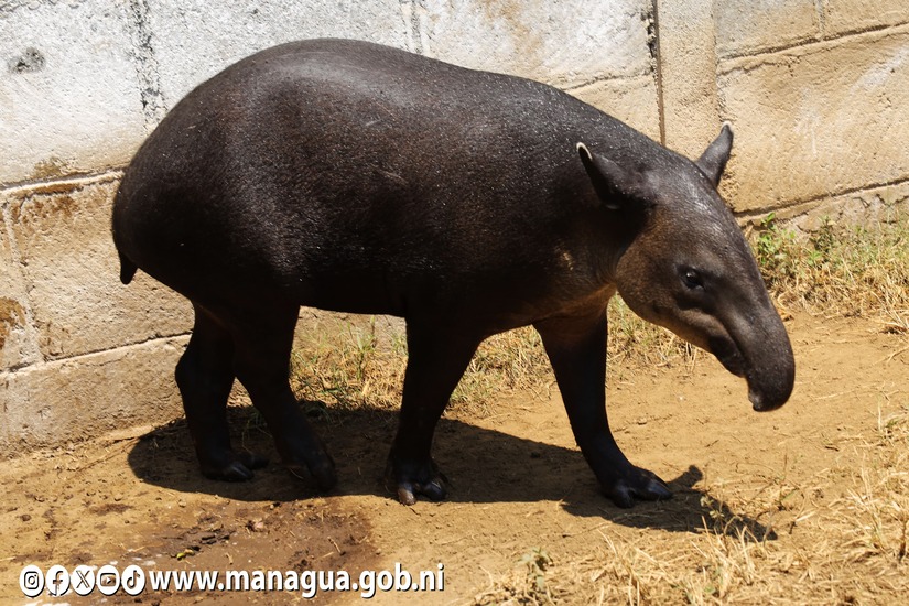 Zoologico-Nacional-20