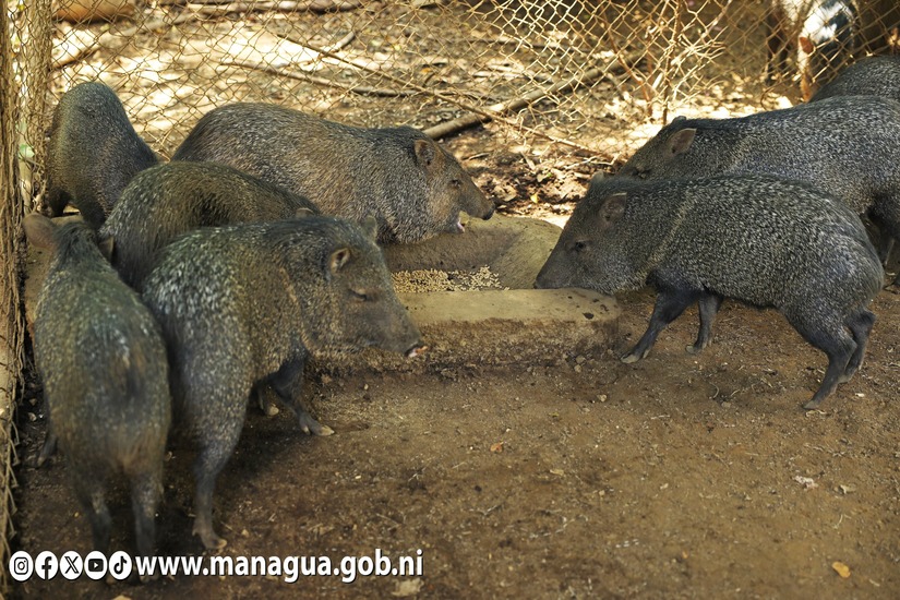 Zoologico-Nacional-21