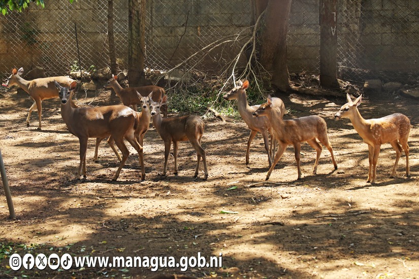 Zoologico-Nacional-25