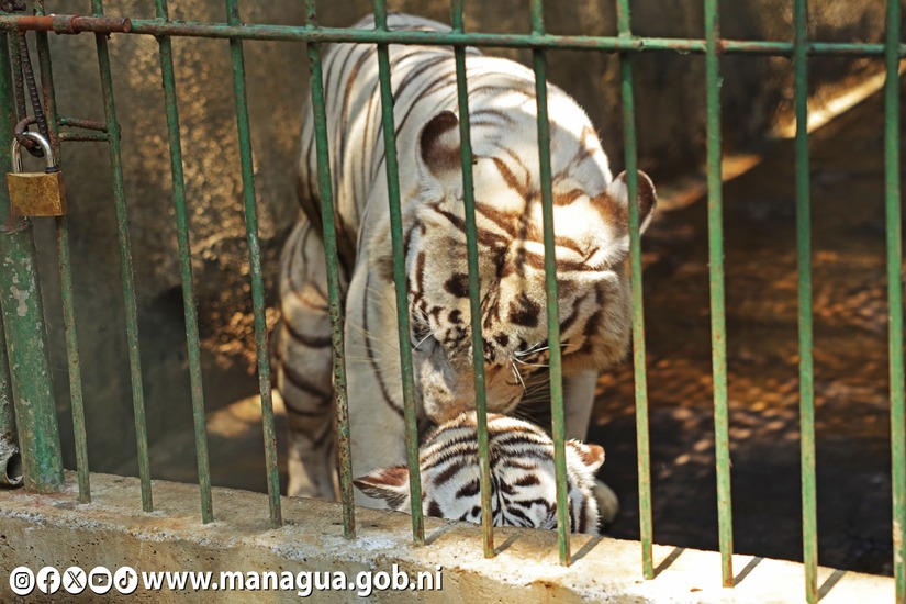 Zoologico-Nacional-31