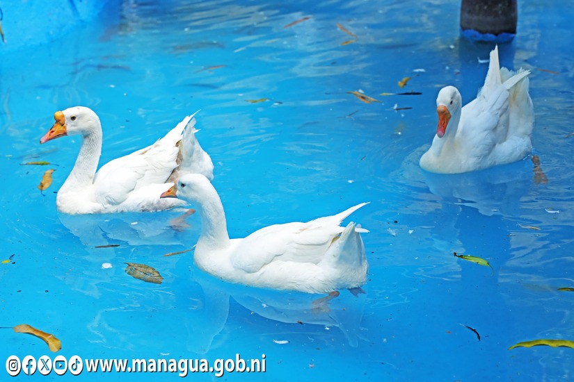 Zoologico-Nacional-38