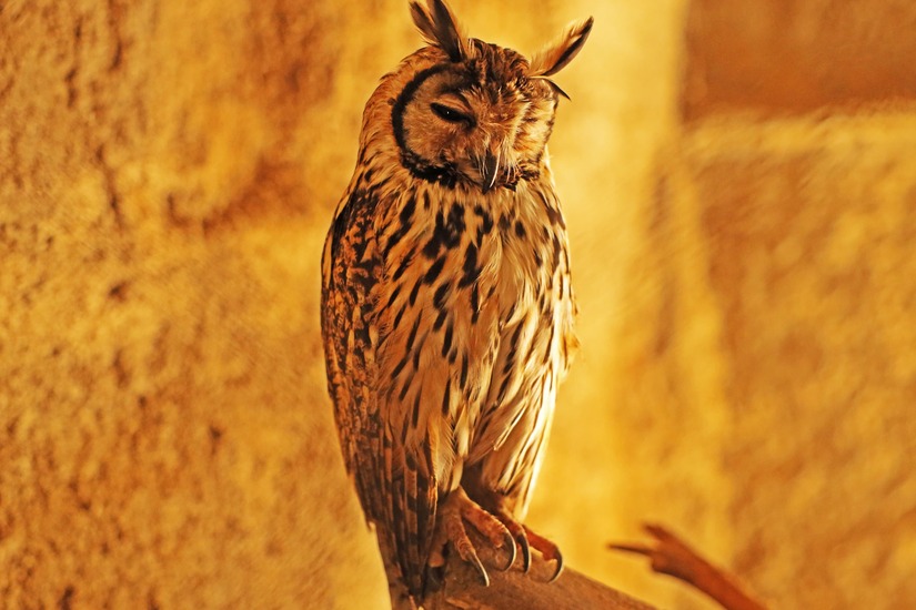 Zoologico-Nacional-43