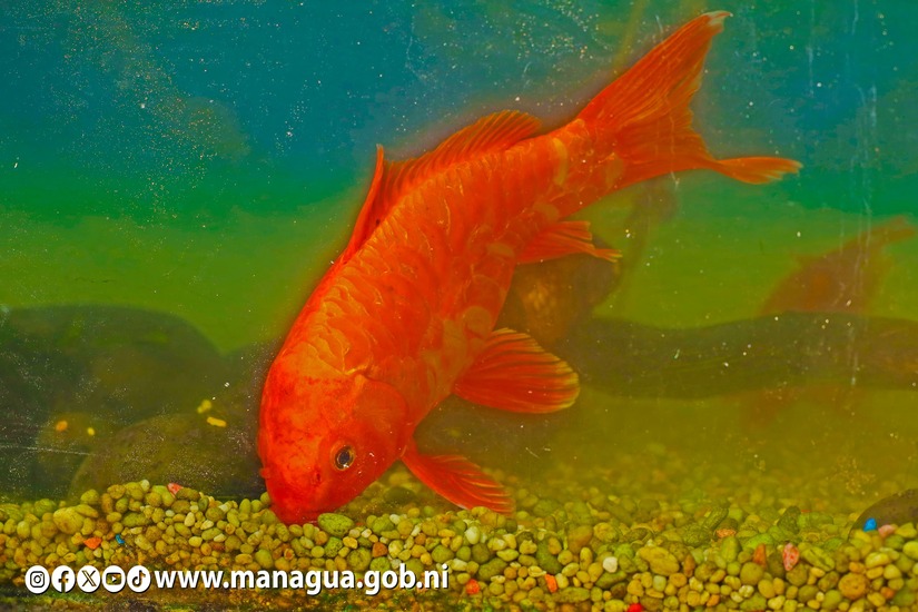 Zoologico-Nacional-45