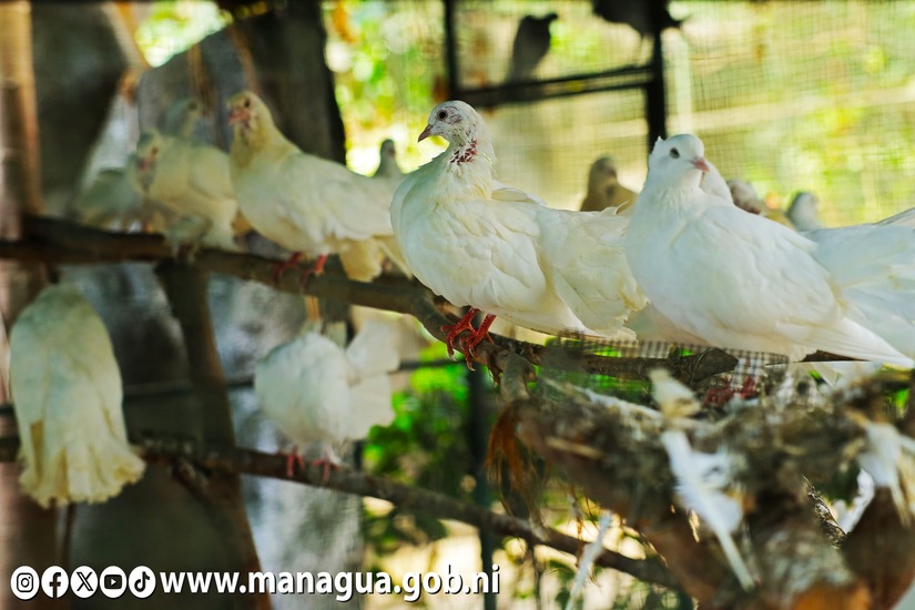 Zoologico-Nacional-47