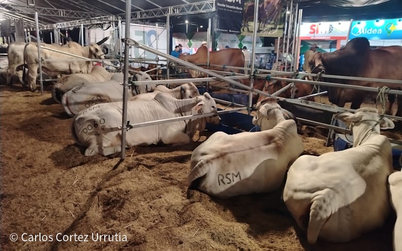 FERIA7