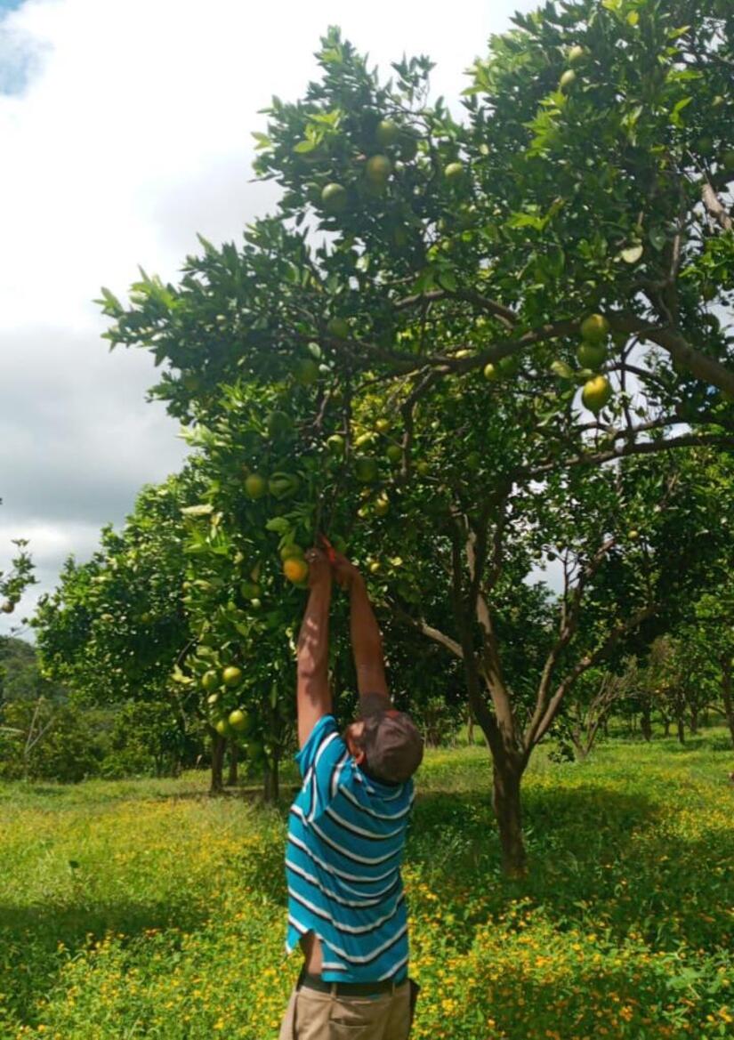 MANDARINA1