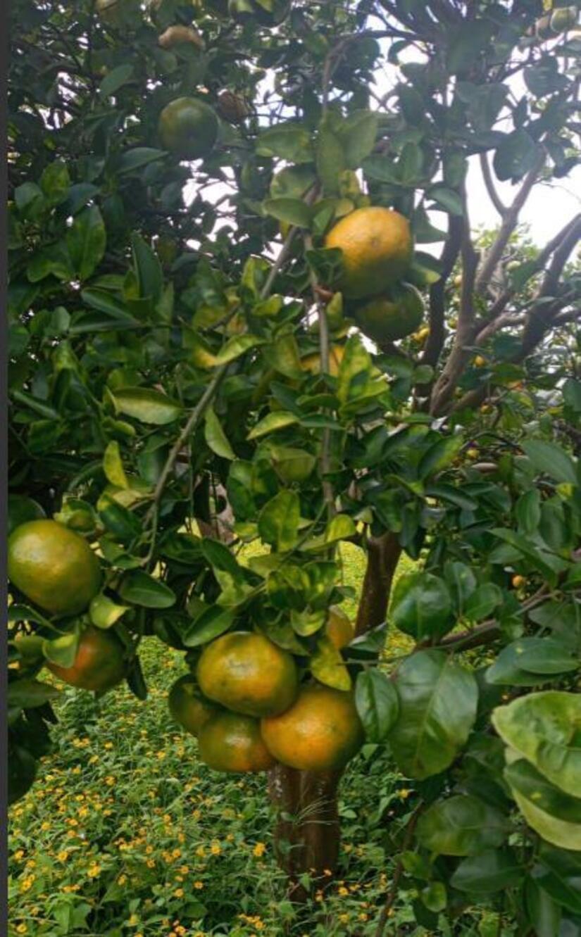MANDARINA3