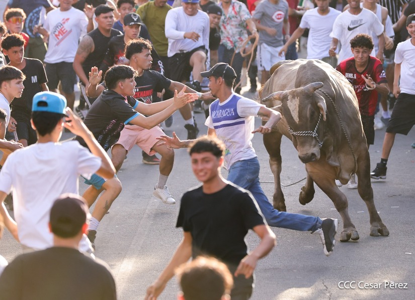 VACAS-(11)