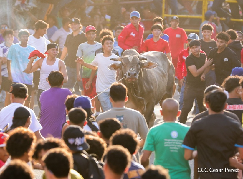 VACAS-(14)