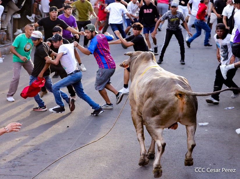 VACAS-(23)