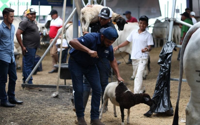 FERIA-(5)