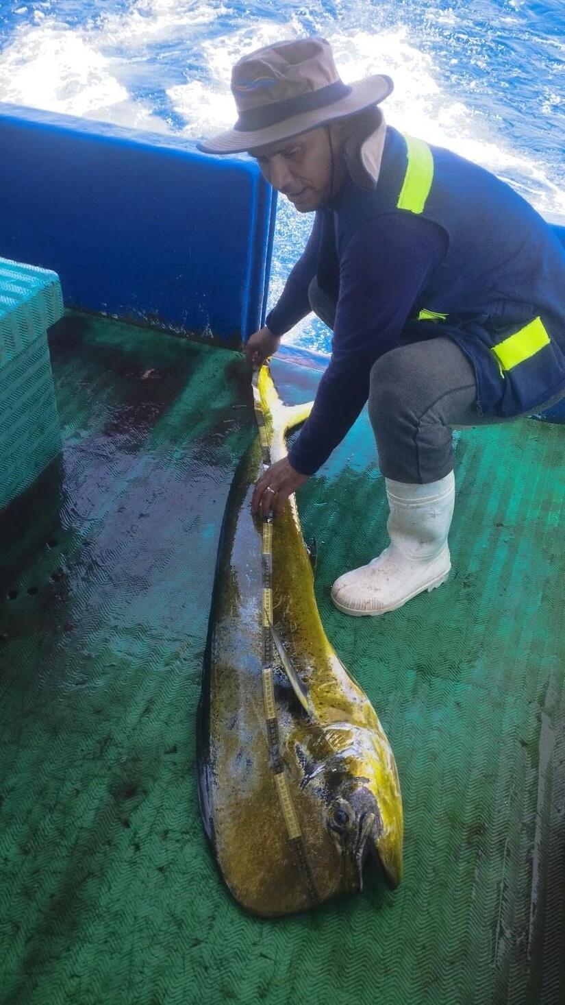 INPESCA4
