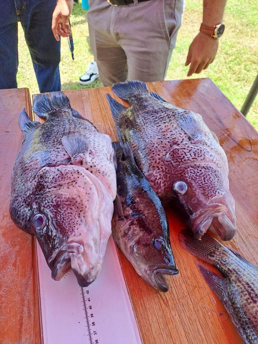 PESCA8