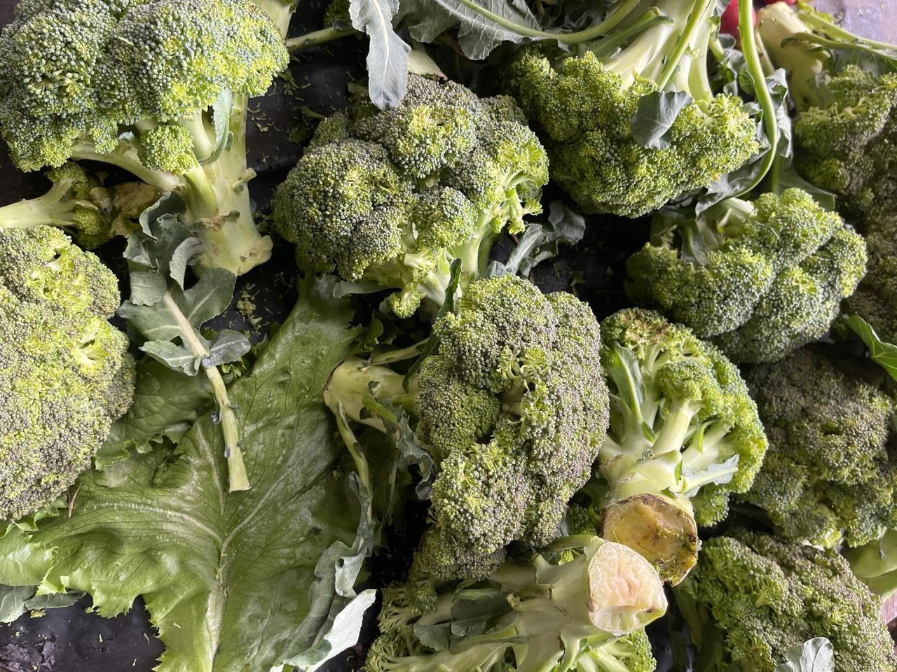 BROCOLI3