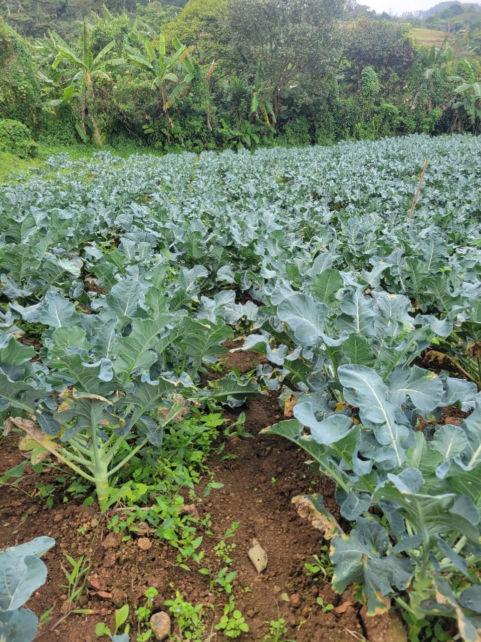 BROCOLI4